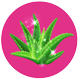 aloe